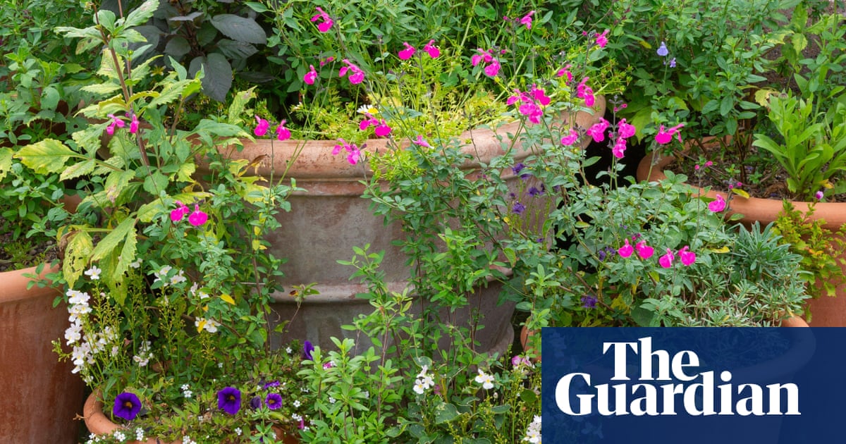 Foto: Förhandsbild från källan: The Guardian