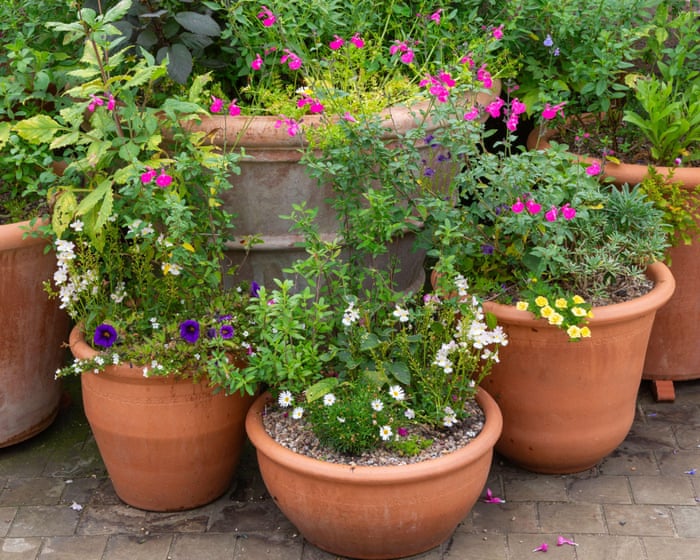 Container gardens are pots of fun – and autumn is the ideal time to give them a makeover