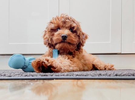 A russet coloured cavoodle puppy sitting on a rug