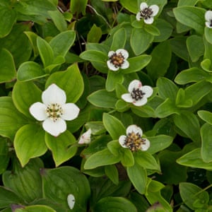 Bunchberry and wintergreen are abundant in Northern Ontario.