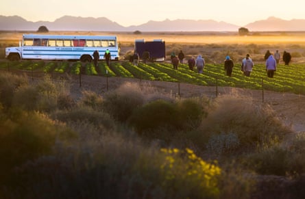 Temporary agricultural workers walk through farm land in the early morning in Weldon, Arizona