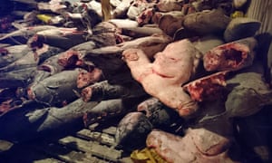 This handout picture released on August 14, 2017 by the Environment Ministry of Ecuador shows frozen fish in a Chinese ship confiscated by the Navy in the waters of the Galapagos marine reserve.
