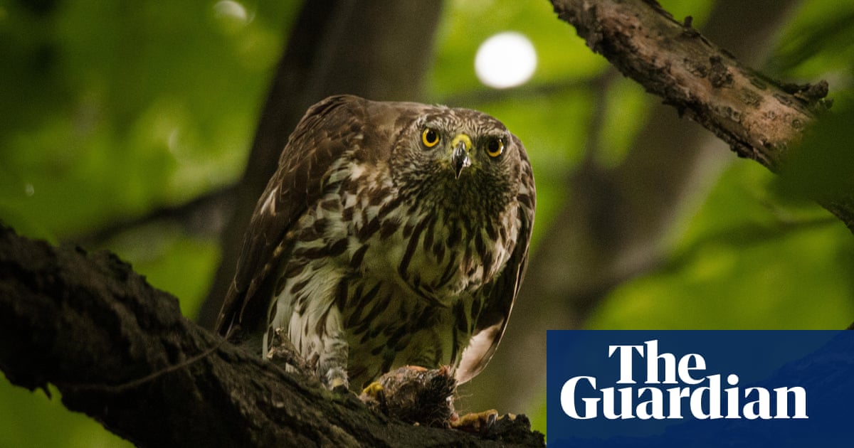 ‘It proves this can be done’: Berlin the blueprint to bring goshawks to UK cities