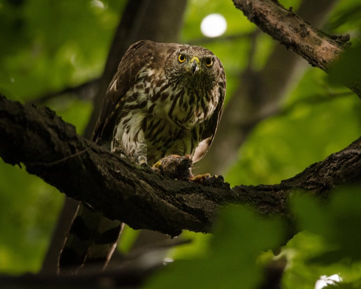 ‘It proves this can be done’: Berlin the blueprint to bring goshawks to UK cities ‘It proves this can be done’: Berlin the blueprint to bring goshawks to UK cities