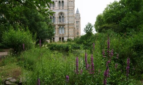 Urban Pollinators Winter Flowers For Bees And Other Pollinators