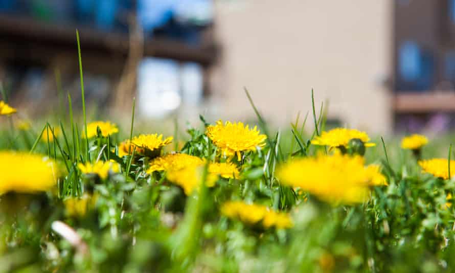 Dandelions.