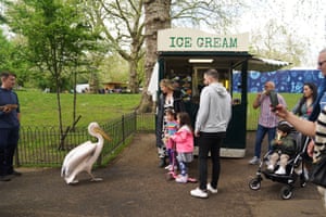 Um pelicano perto de uma barraca de sorvete em St James's Park, em Londres, enquanto as temperaturas da primavera aumentam em todo o Reino Unido
