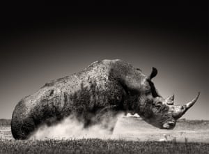 A southern white rhino at Solio Ranch, Kenya