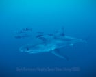Diver captures rare footage of great white shark in the Mediterranean Sea – video