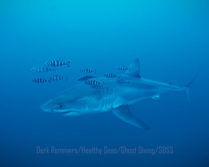 Diver captures rare footage of great white shark in the Mediterranean Sea – video