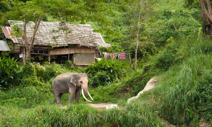 Elephant in the womb? Thailand brings in birth control for pachyderms Elephant in the womb? Thailand brings in birth control for pachyderms