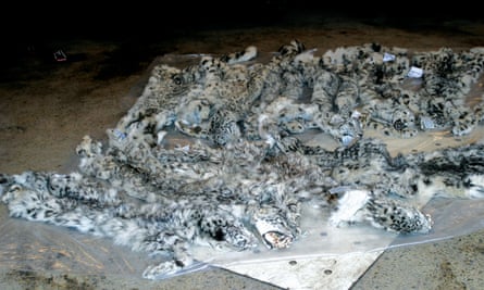 Some 20% of snow leopards are killed for the illegal fur trade, though pelts from animals killed for other reasons are often sold on.