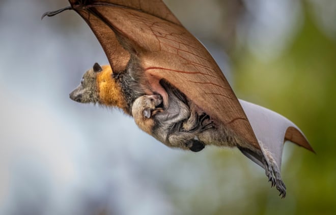 Australia’s flying foxes are ‘curious, gentle and intelligent’ – and often misunderstood A mother grey-headed flying-fox (Pteropus poliocephalus) in flight carrying her pup.Photograph: Doug Gimesy