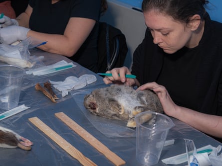 a woman looks over a dead rabbit