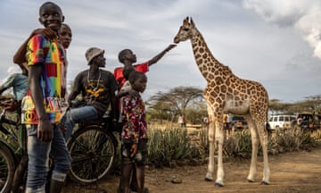 A boy touches a baby giraffe in western Kenya