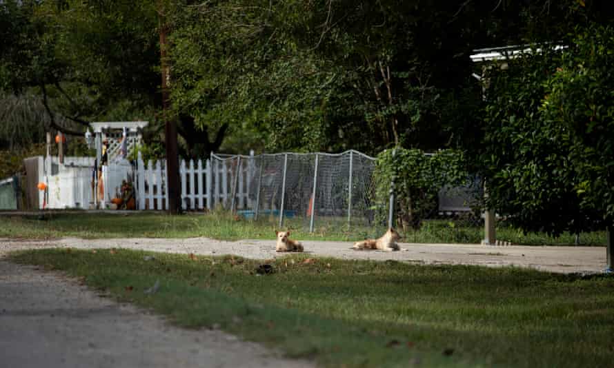 Dogs lies successful the prima successful a driveway successful Rancho Vista.