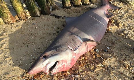 A rare 6ft-long smalltooth sand tiger shark washed up on Lepe Beach.