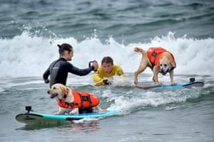 Rosie, a two-and-a-half-year-old Labrador from Santa Cruz, California, takes off on a wave ahead of Charlie, a 10-year-old Lab from San Diego.