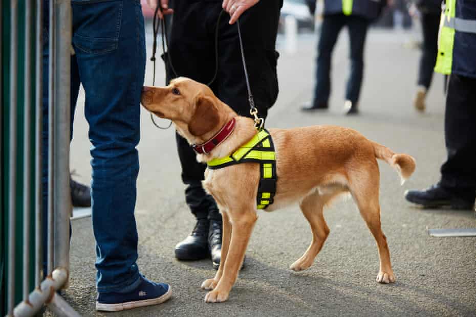 Drug detecting dog with police officer