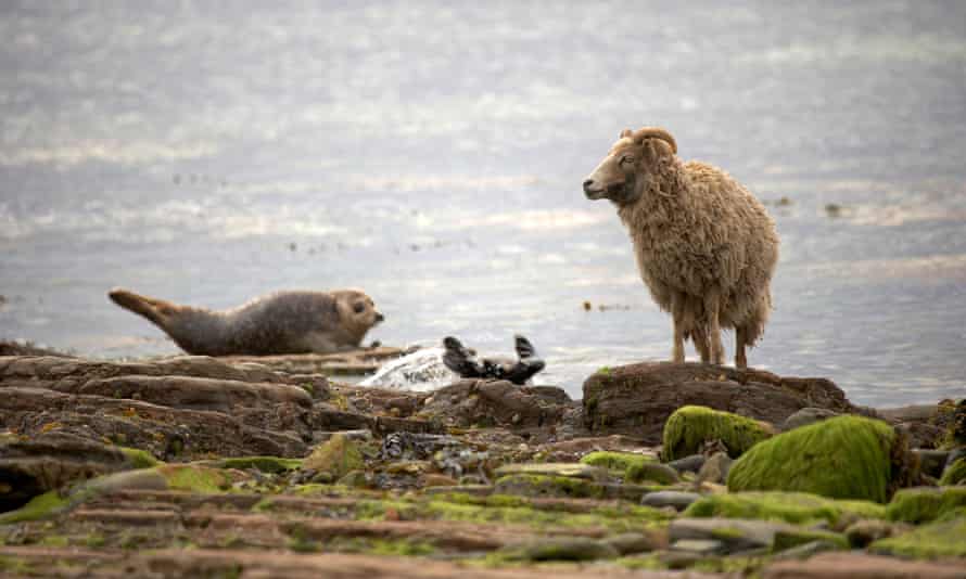 A sheep next to a harbor seal on the shore of North Ronaldsay.n.