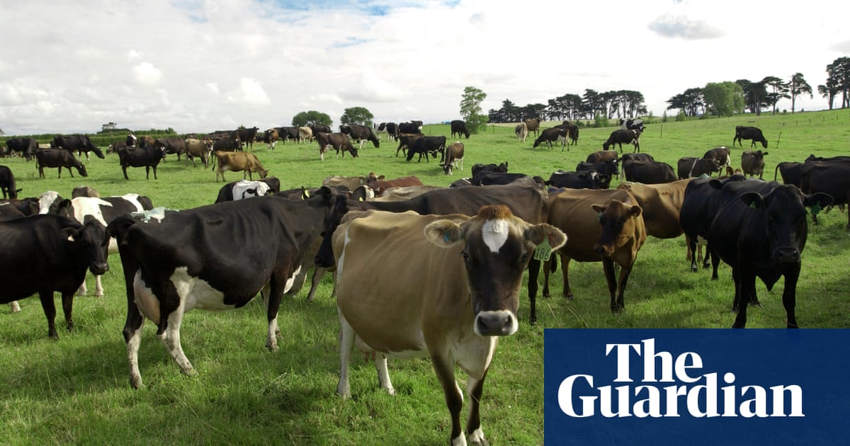 Emissions from cows on New Zealand dairy farms reach record levels