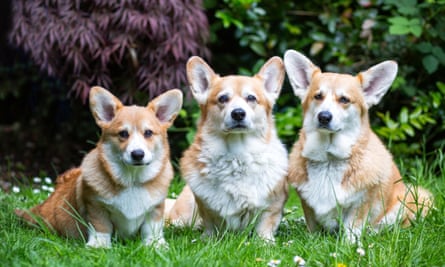 Barney, Edward and Mungo – pembroke corgis belonging to Kevin Egan, editor of Our Corgi World.