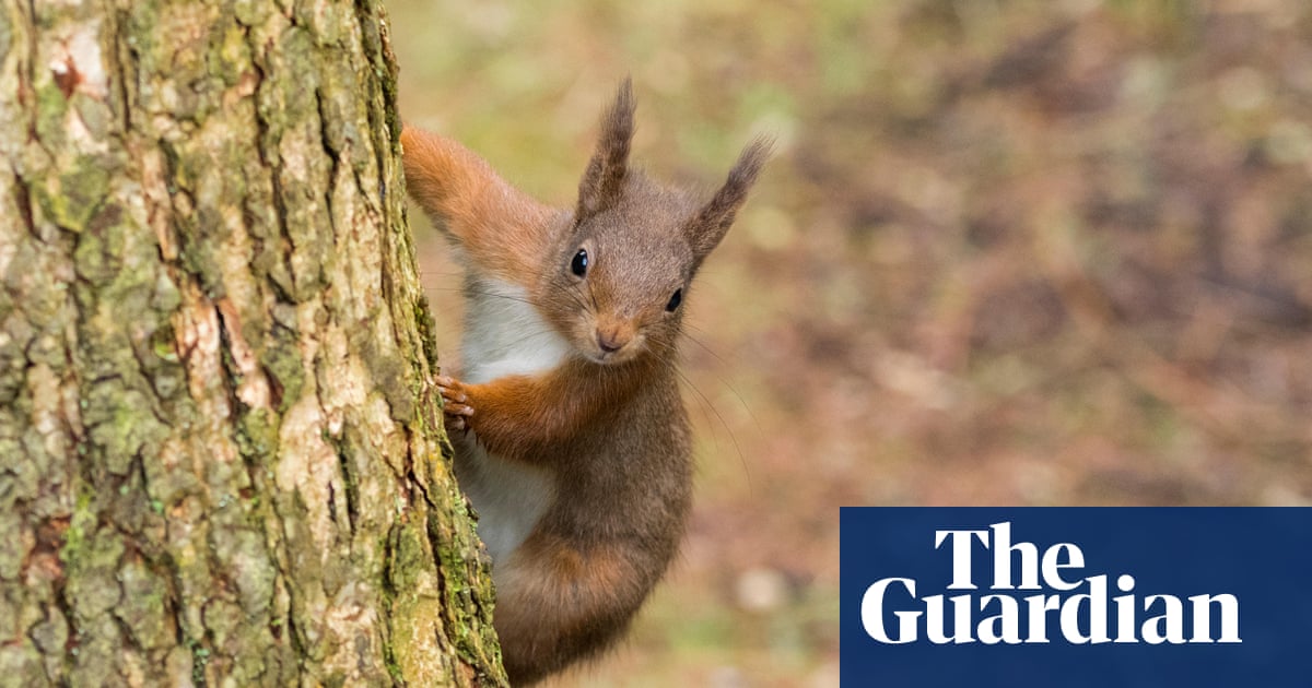 Conifer plantation push could threaten red squirrel population, study finds