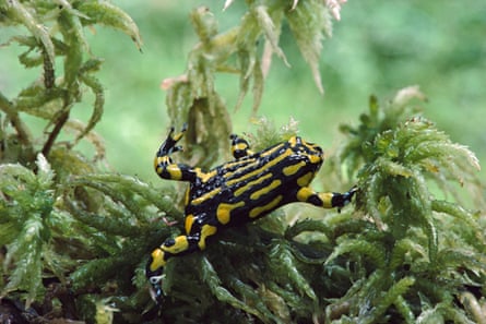 A yellow and black frog climbs on some moss