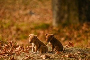 The week in wildlife – in pictures 13 Puppies sit near maple trees at Nishat Garden in Srinagar, India