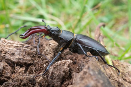 A male stag beetle on a rotting log