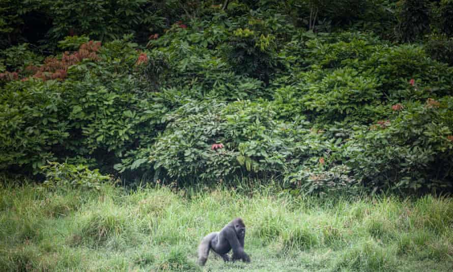 A male gorilla is seen walking through a clearing in forest 