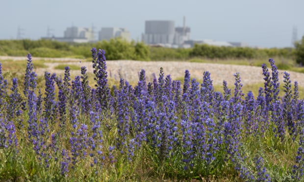 Britain’s native Echium vulgare grows on wastelands and dry grassland, such as these at Dungeness