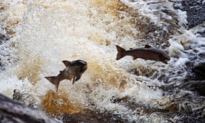 Wild salmon jumping in the River Alladale in the Scottish Highlands