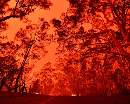 Trees against an orange sky