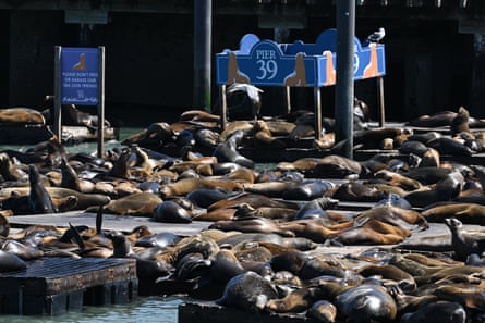 Sea lions bask at Pier 39.