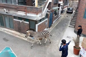 Uma zebra à solta em Seul, Coreia do Sul, depois de escapar do Grande Parque Infantil de Seul.  Ele vagou livremente por horas cativando a internet e gerando milhares de memes.  Ele foi devolvido ao zoológico ileso
