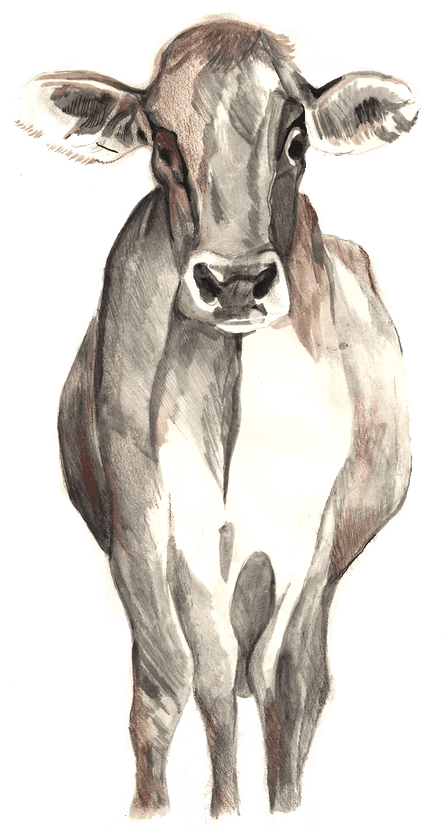 Cow illustration