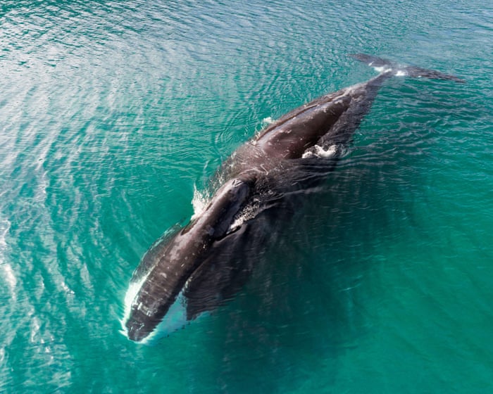 Trump Administration's New Rules Threaten Endangered Species Protections