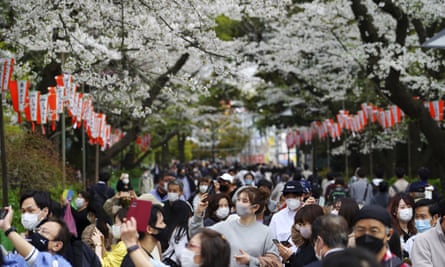 Crowds of people enjoy the cherry blossom in Tokyo.