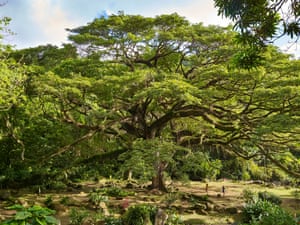 The Céron park saman: rain tree (Albizia saman), 300 years old, Le Prêcheur, Martinique, France
