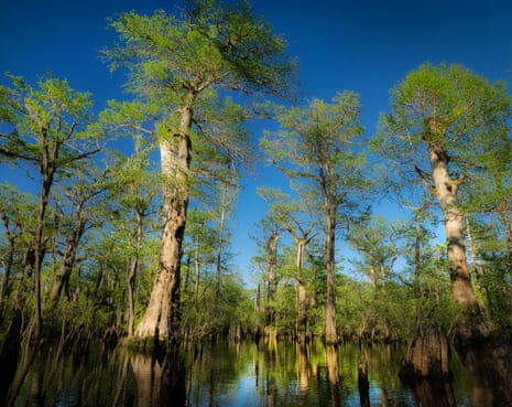 Cypress trees have towered over the Three Sisters swamp in North Carolina’s Black River for more than 2,600 years.