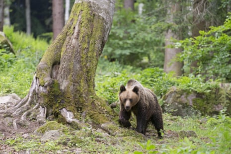 European Brown Bear (Ursus arctos arctos) adult, walking in woodland, Transylvania, Romania,