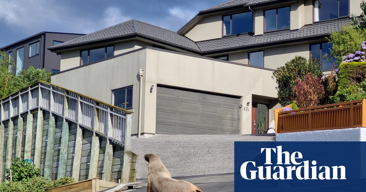 Животните се появяват на голф игрища и състезания по сърф