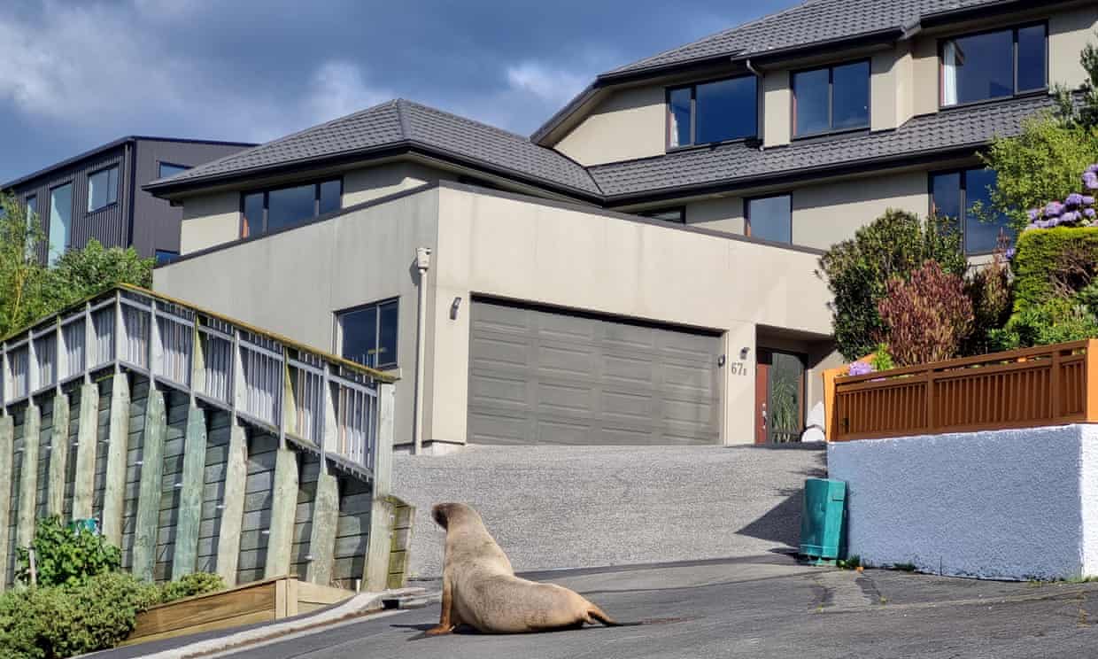 A sea lion in the driveway of a home in Dunedin, New Zealand. Photograph: Giverny Forbes/Department of Conservation