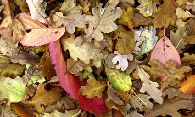 Fallen leaves in autumn.