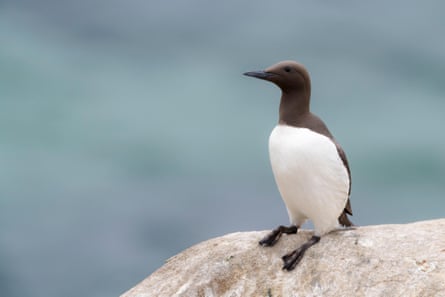 A common guillemot, Uria aalge, on the Saltee Islands in Ireland.