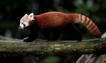 A red panda climbs a tree at the Beauval zoo in Saint-Aignan-sur-Cher
