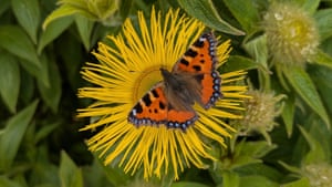 Tortoiseshell in West Yorkshire