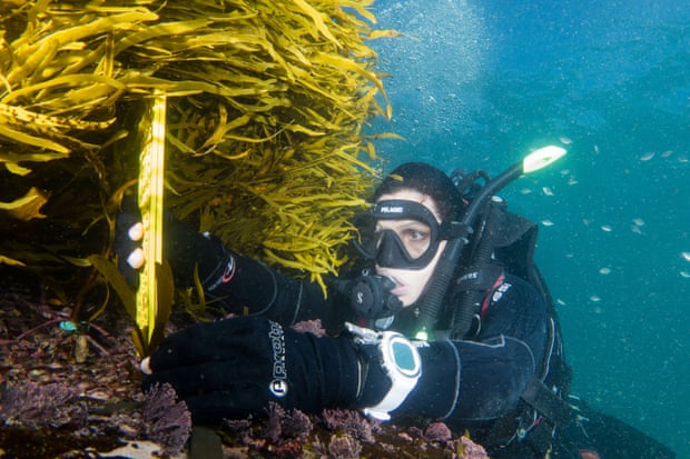 Adriana Vergés  measuring kelp underwater