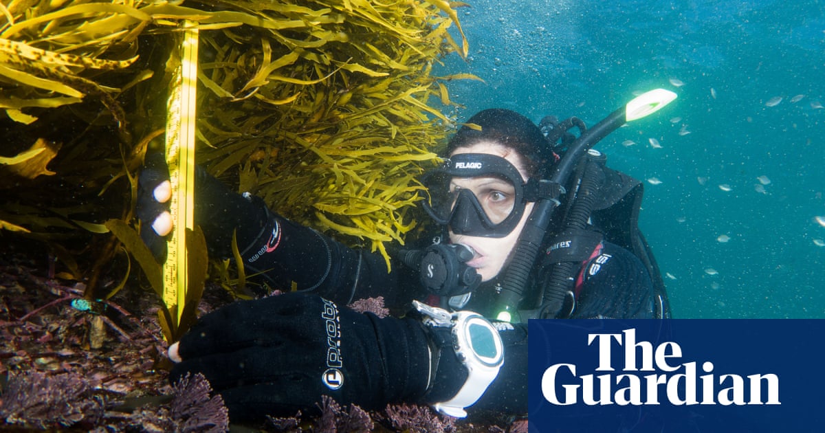 ‘Inspiring to see’: scientists show how forests of kelp can potentially be broug..